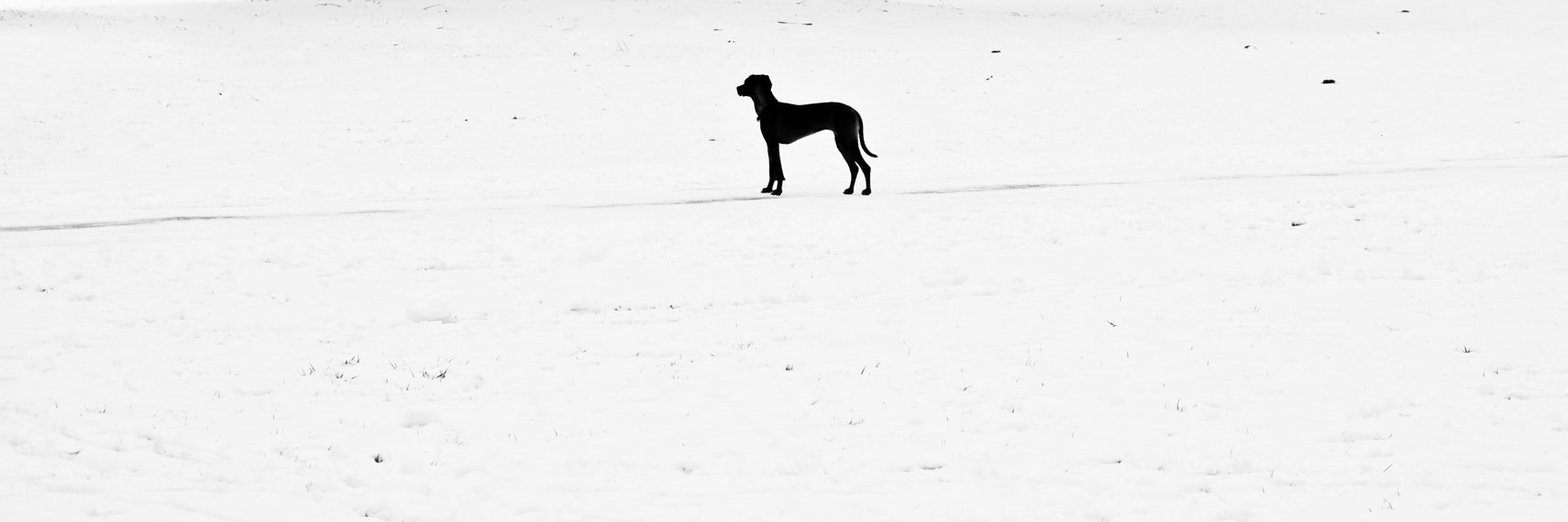 GERMANY. Munich, 27th January 2012. A dog.