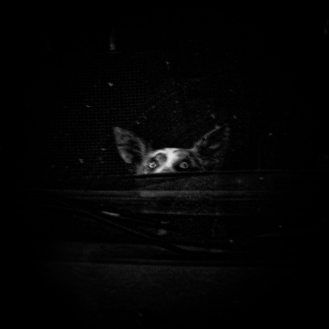 ITALY. Florence, 10th June 2010. A dog in a car.