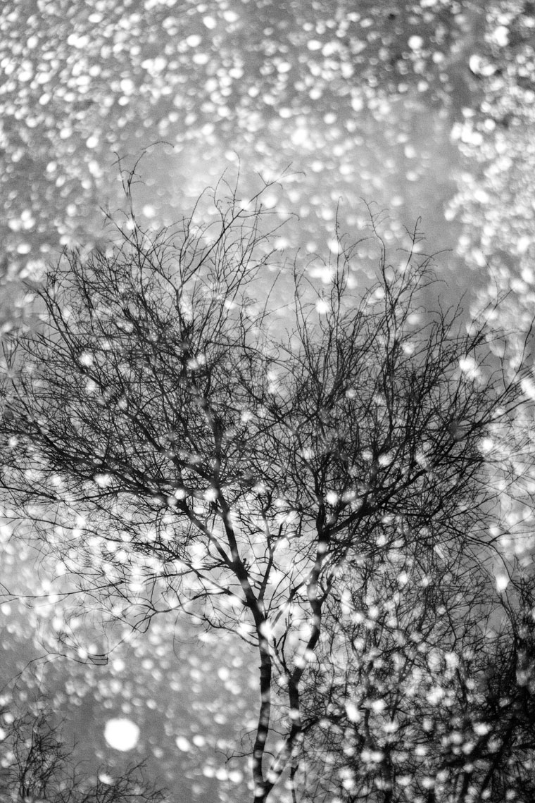 ITALY. Rome, 15th January 2009. A tree reflected in the water.
